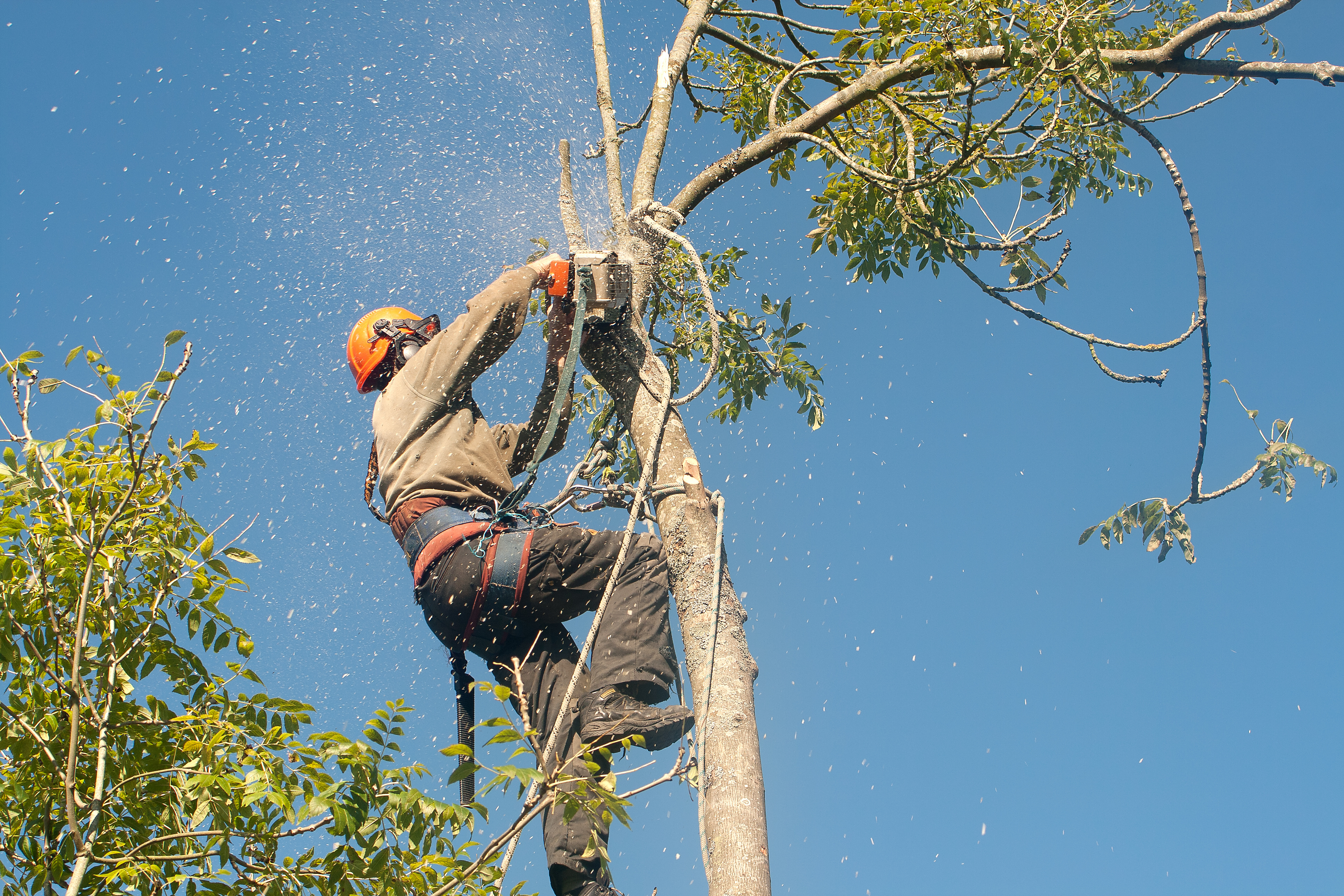 Rizikové kácení stromů